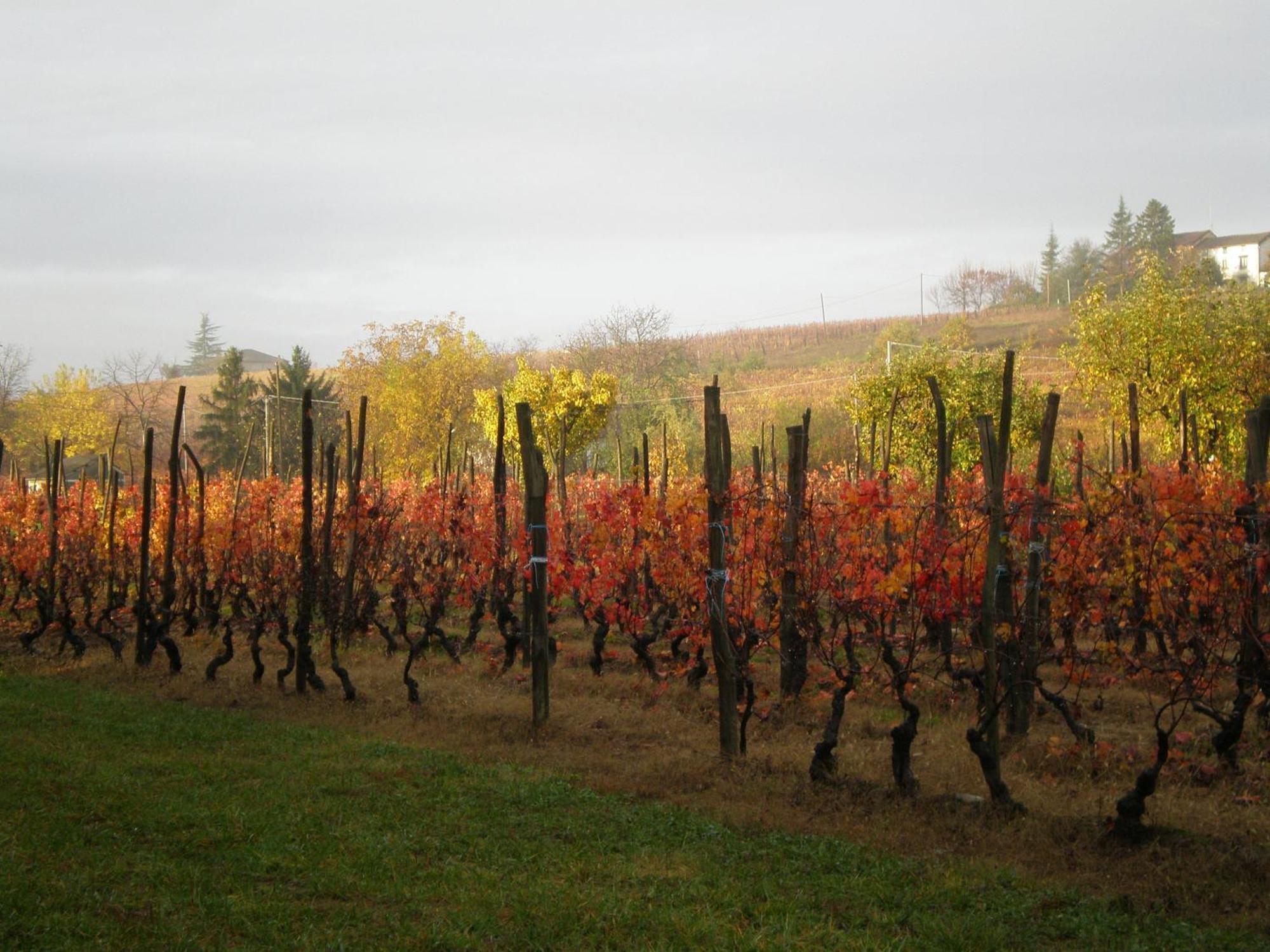 Cascina La Maddalena Bed & Wine Villa Rocca Grimalda Luaran gambar